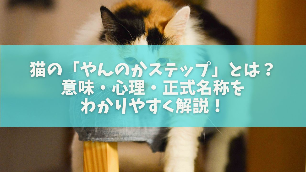 猫の「やんのかステップ」とは？意味・心理・正式名称をわかりやすく解説！
